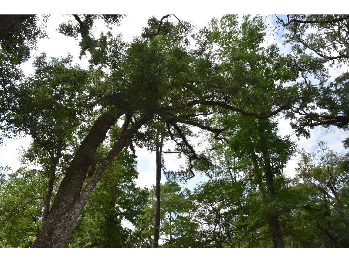 3019 NE 709th Avenue Old Town FL 32680 OM700493 image40