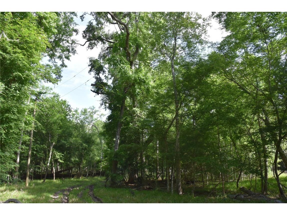 3019 NE 709th Avenue Old Town FL 32680 OM700493 image41