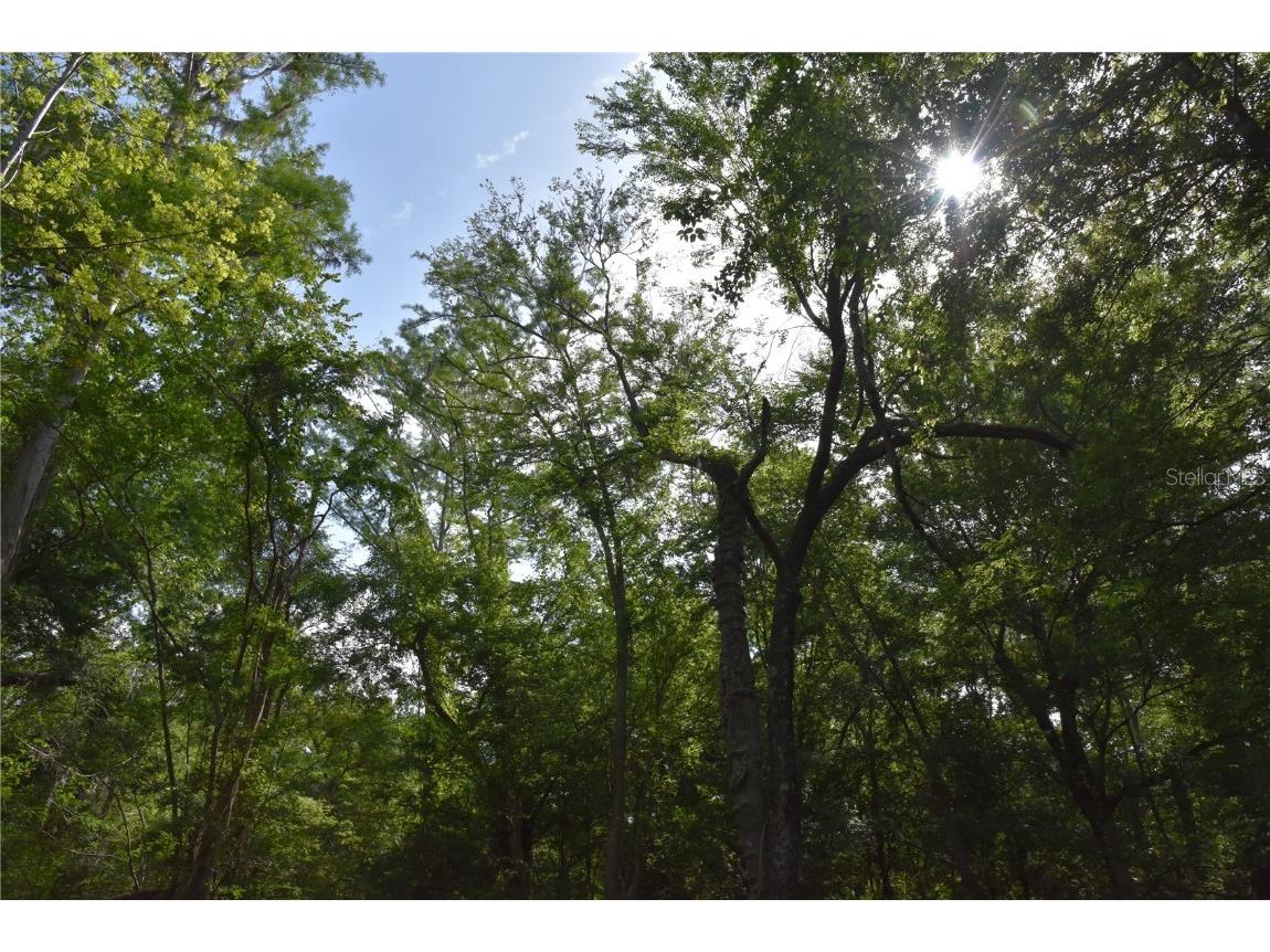 3019 NE 709th Avenue Old Town FL 32680 OM700493 image43