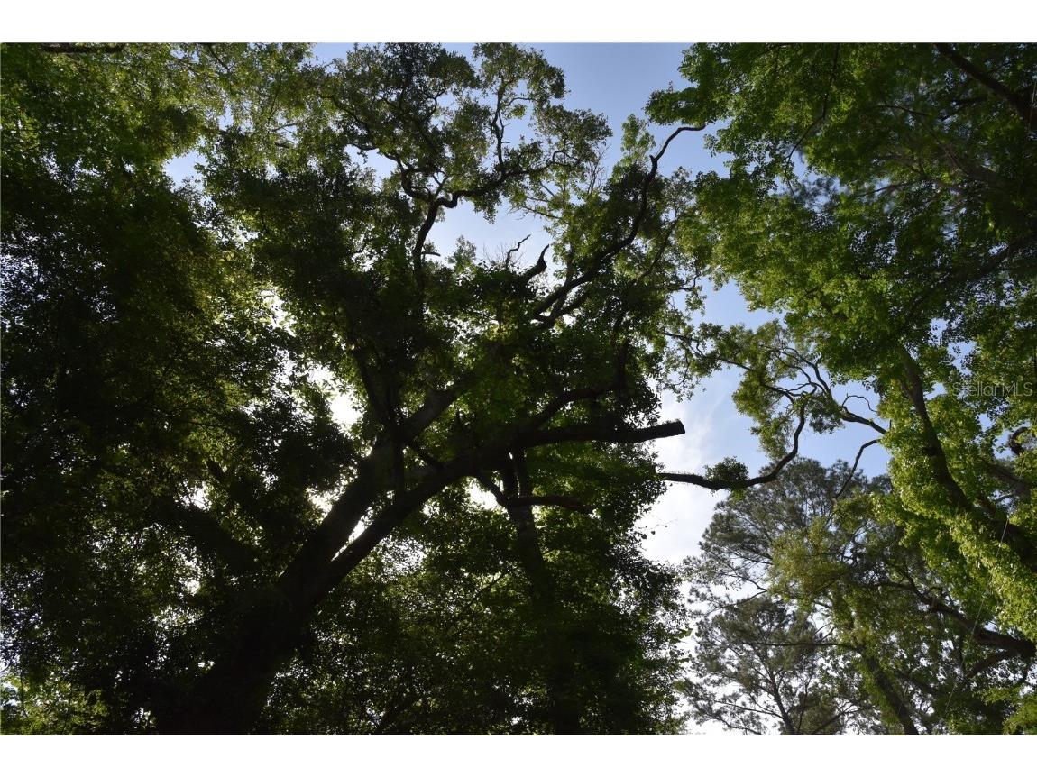 3019 NE 709th Avenue Old Town FL 32680 OM700493 image50