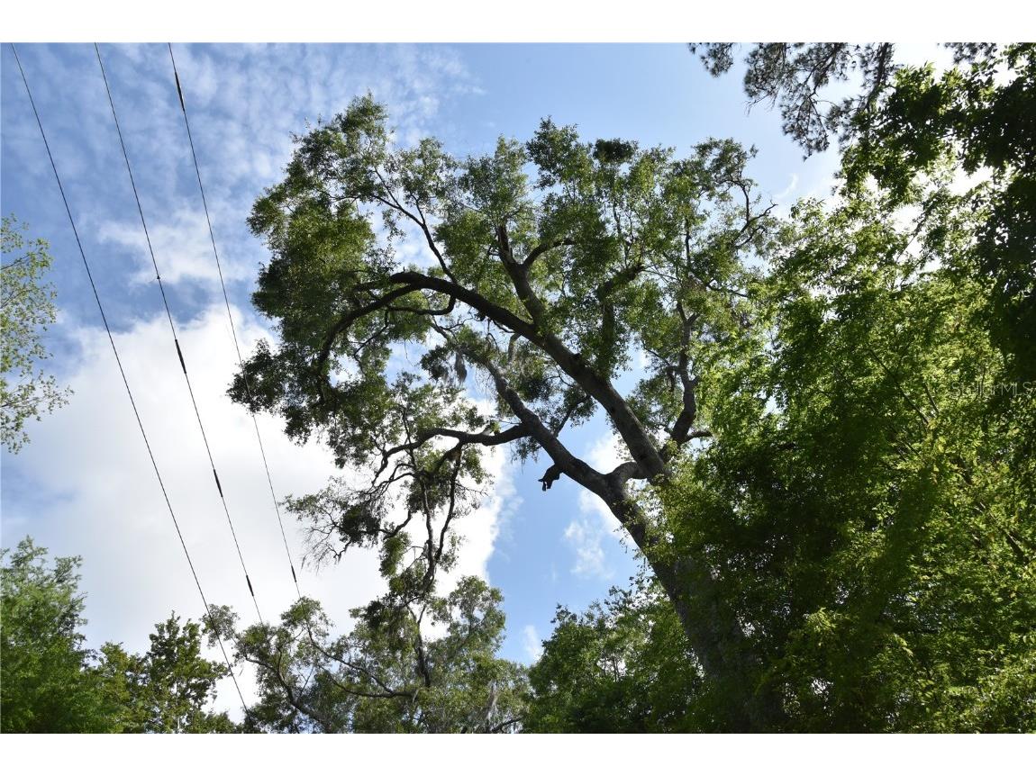 3019 NE 709th Avenue Old Town FL 32680 OM700493 image51