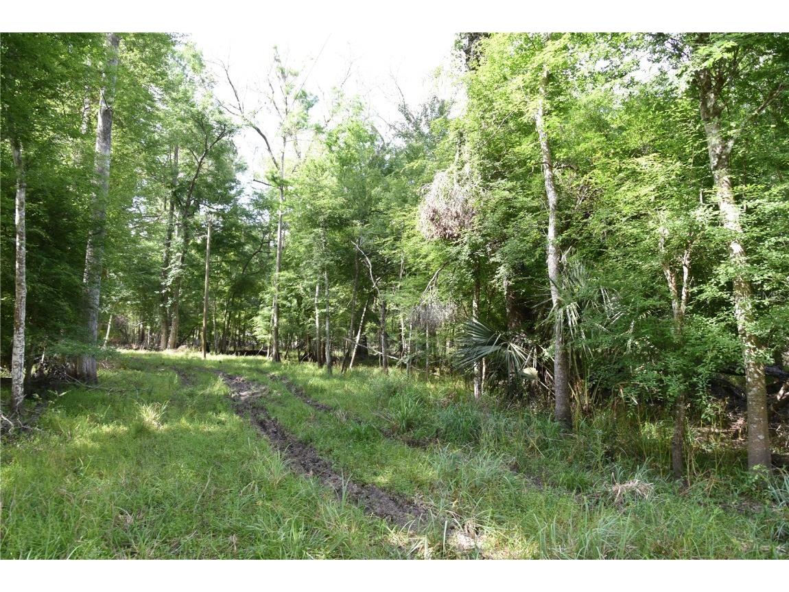 3019 NE 709th Avenue Old Town FL 32680 OM700493 image52