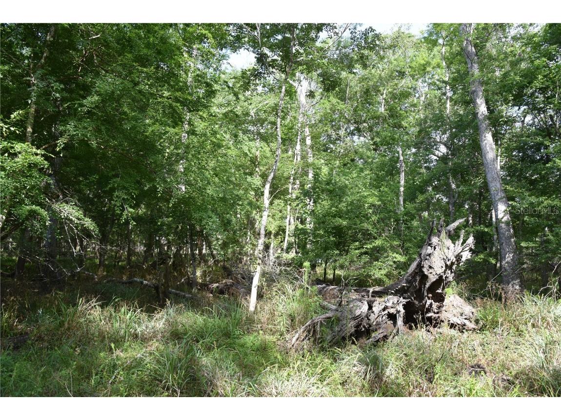 3019 NE 709th Avenue Old Town FL 32680 OM700493 image53