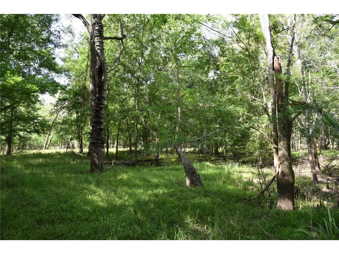 3019 NE 709th Avenue Old Town FL 32680 OM700493 image55