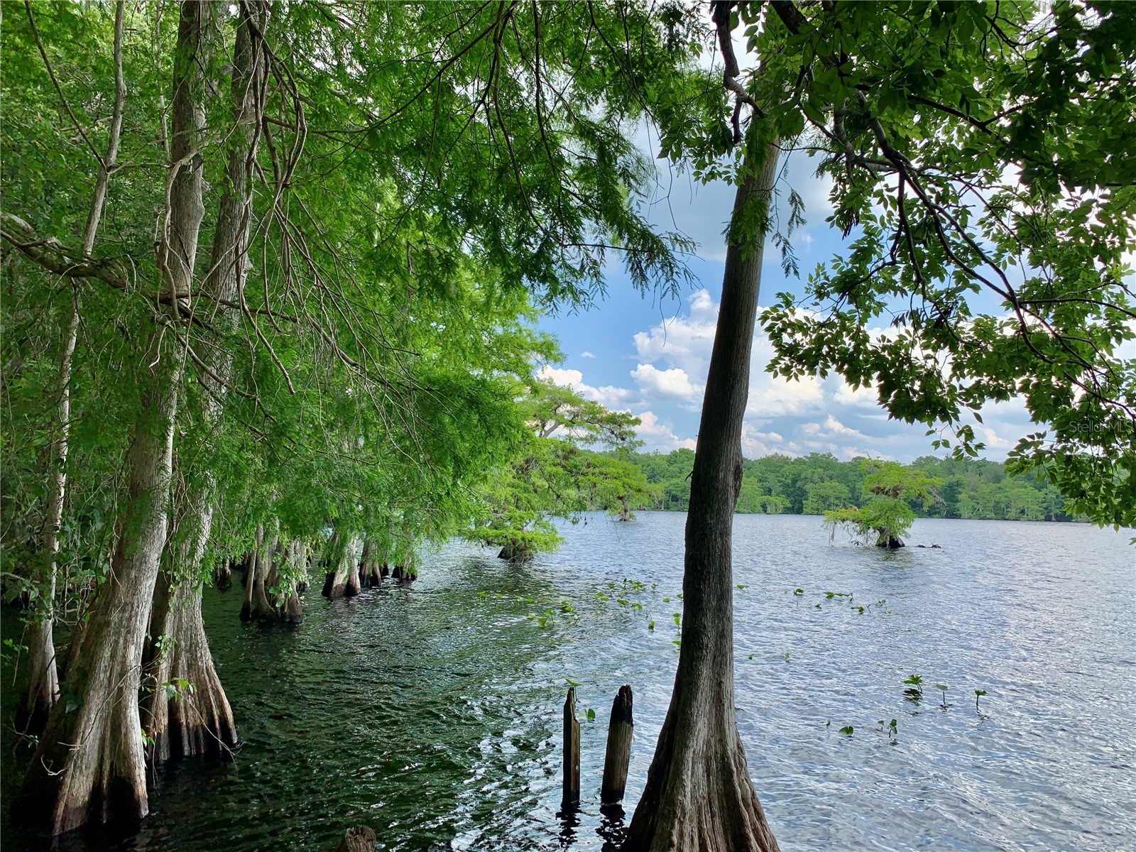 30260 W Thyme Avenue Eustis FL 32736 - LAKE NORRIS AND LAKE MARION G5109428 image62