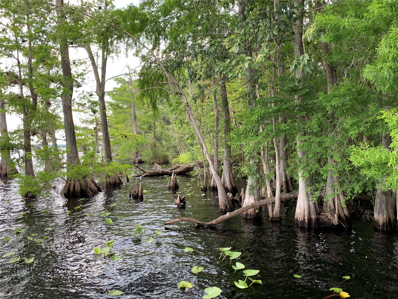 30260 W Thyme Avenue Eustis FL 32736 - LAKE NORRIS AND LAKE MARION G5109428 image63