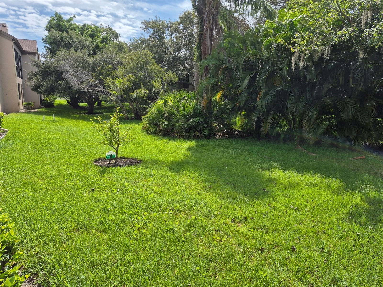 3028 Red Oak Court #102 Palm Harbor FL 34684 TB8424594 image10