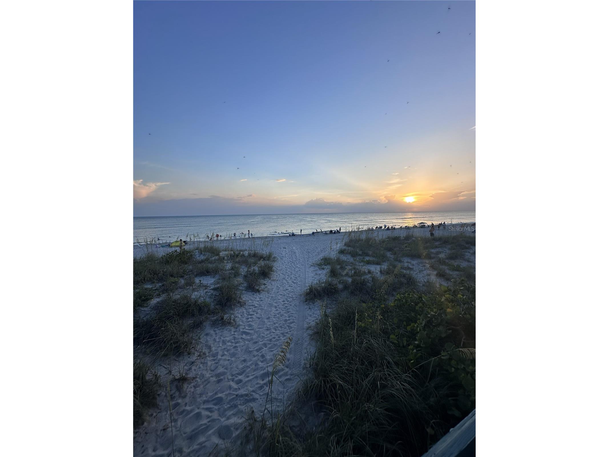 303 Morningside Drive Palm Harbor FL 34683 A4679780 image14
