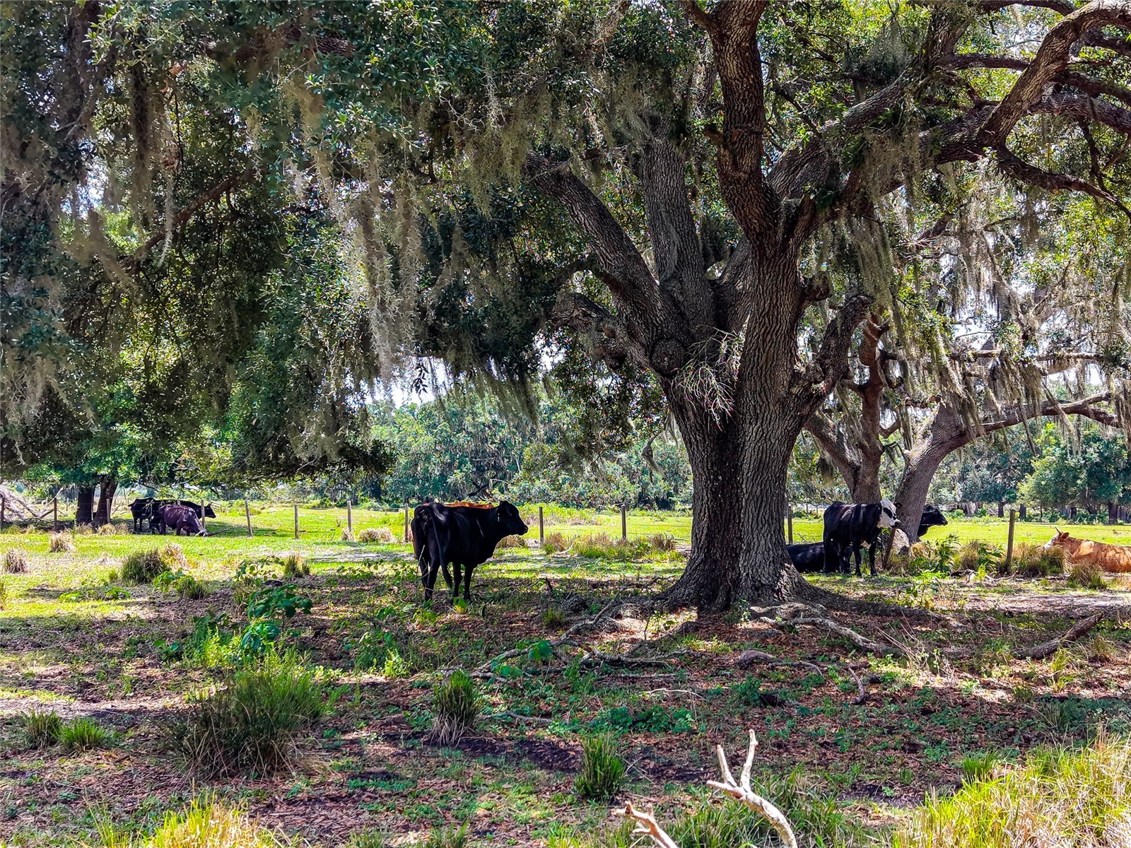 3030 N Nursery Road Zolfo Springs FL 33890 A4694198 image4