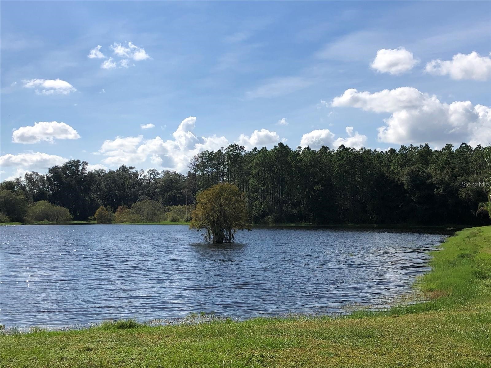 30302 Double Drive Wesley Chapel FL 33545 TB8517140 image34