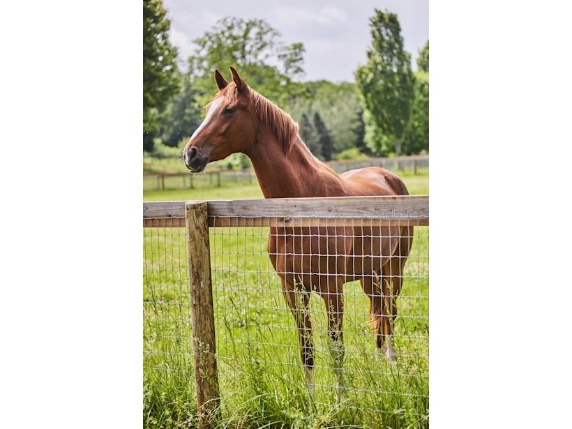 30342 Vitex Avenue Eustis FL 32736 - LAKE NORRIS W7883035 image33