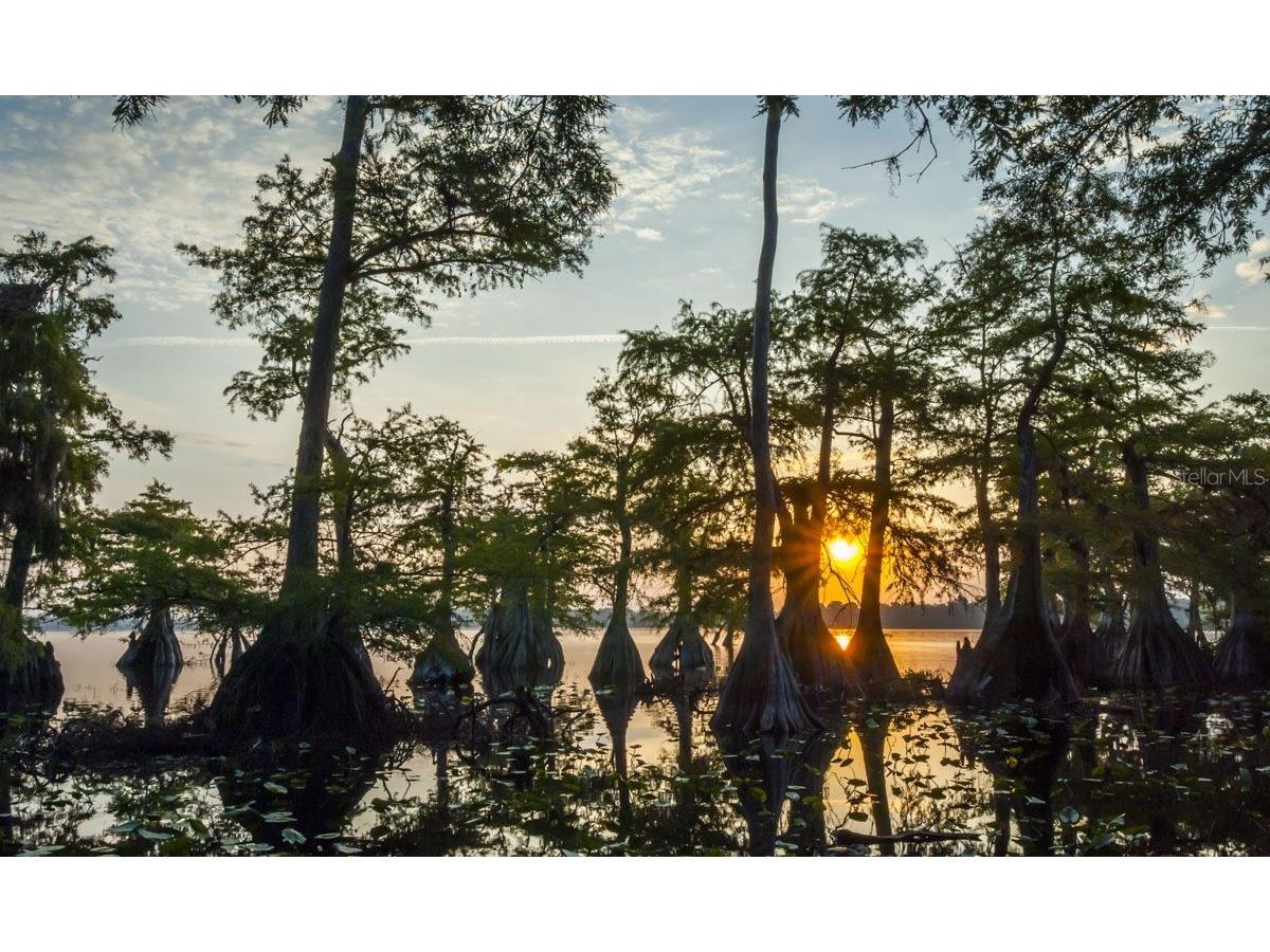 30342 Vitex Avenue Eustis FL 32736 - LAKE NORRIS W7883035 image36