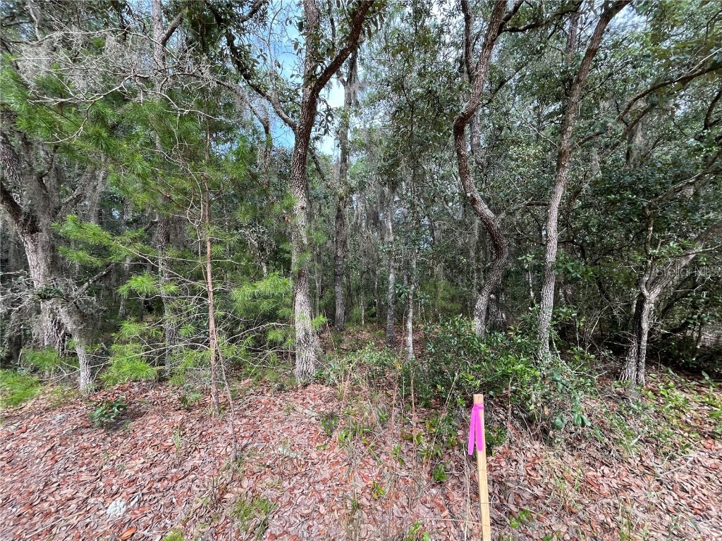 304 Gloria Avenue Interlachen FL 32148 OK225385 image1