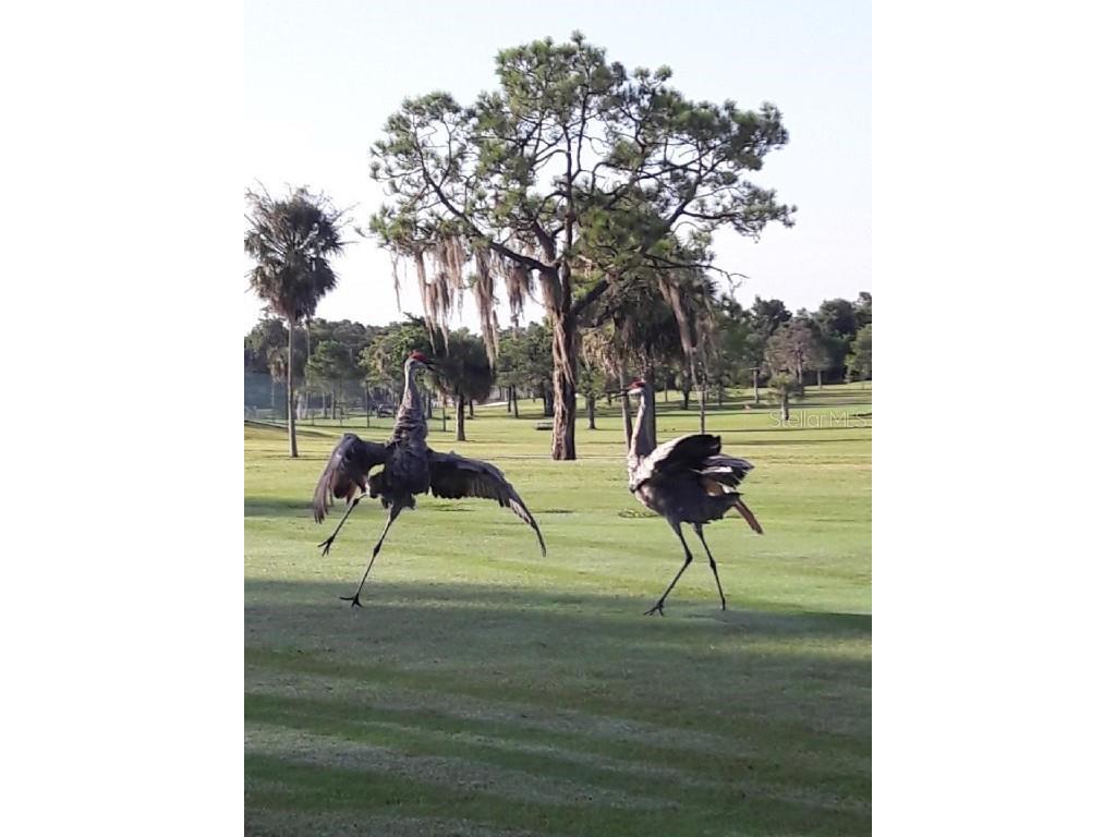 304 Los Prados #304 Safety Harbor FL 34695 TB8439202 image88