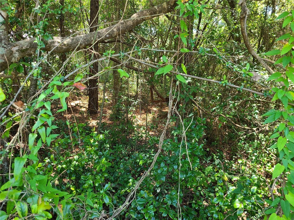 3046 E Glenn Street Inverness FL 34453 U8168988 image1