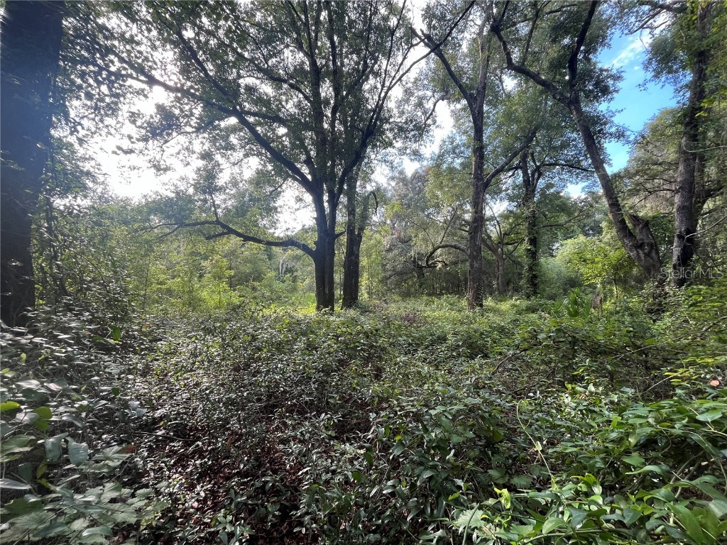 305 Milton Avenue Interlachen FL 32148 OK225383 image5