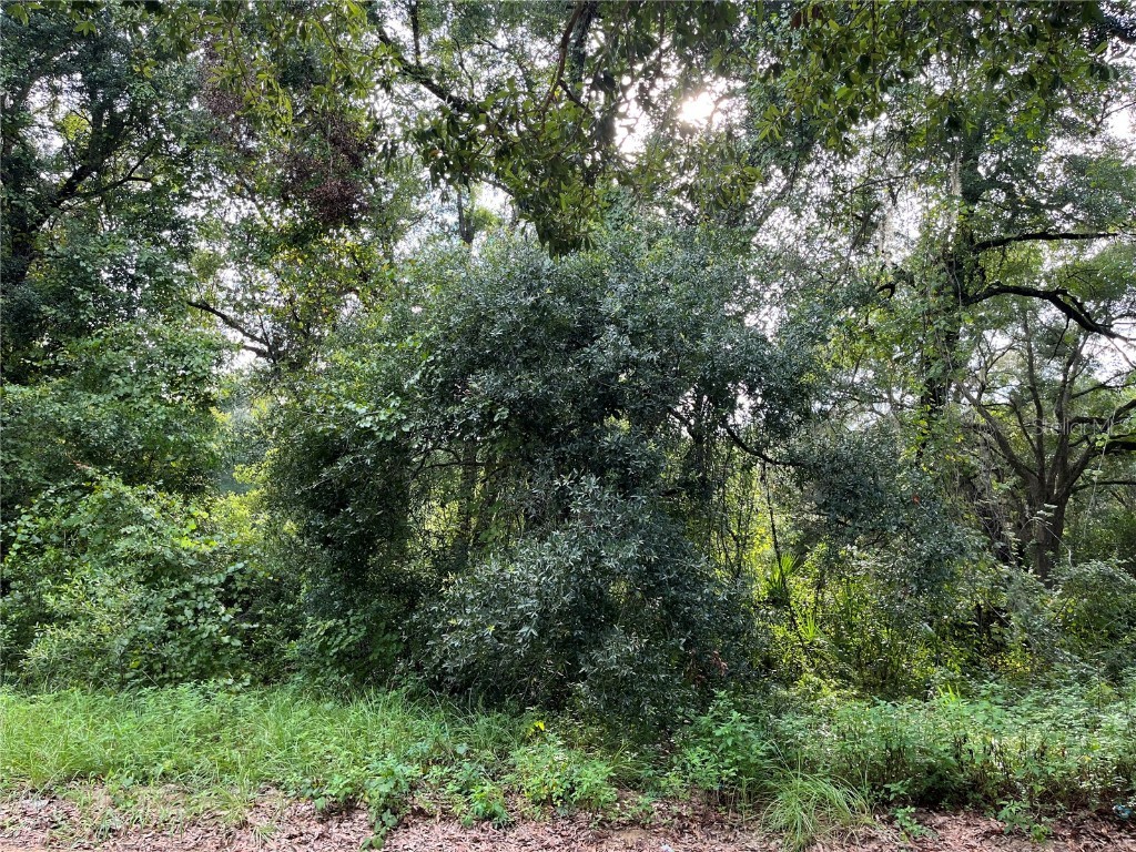 305 Milton Avenue Interlachen FL 32148 OK225383 image7