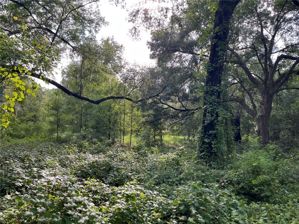 305 Milton Avenue Interlachen FL 32148 OK225383 image8