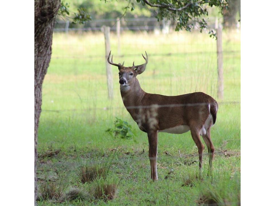 30500 34th Avenue E Myakka City FL 34251 - MANATEE RIVER A4664674 image19