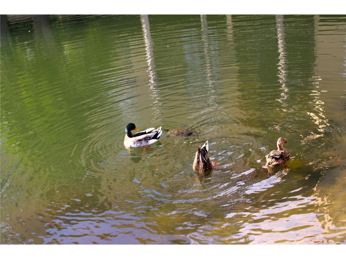 3076 Eastland Boulevard #106 Clearwater FL 33761 TB8320591 image55