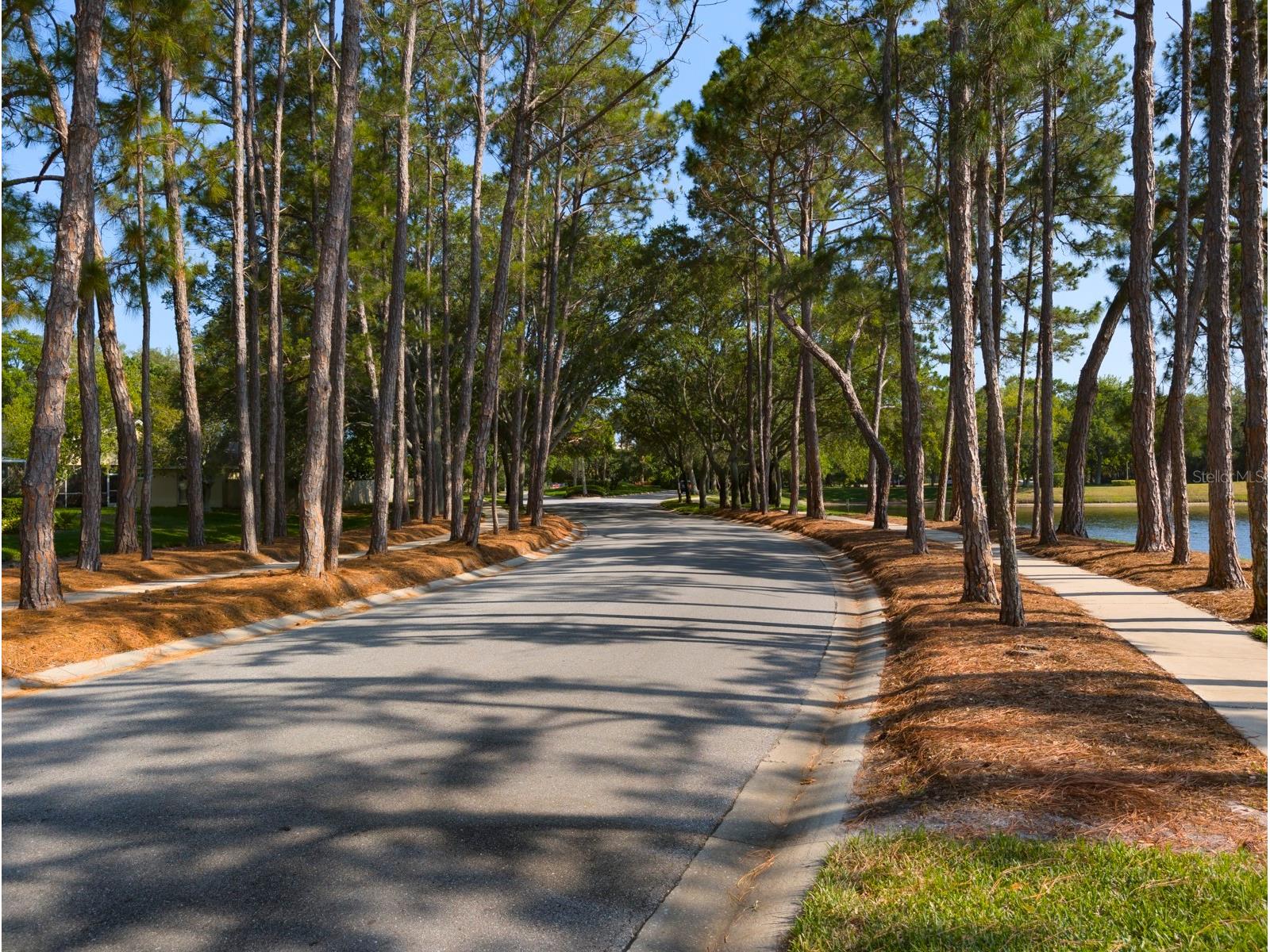 3077 Branch Drive Clearwater FL 33760 TB8483181 image58