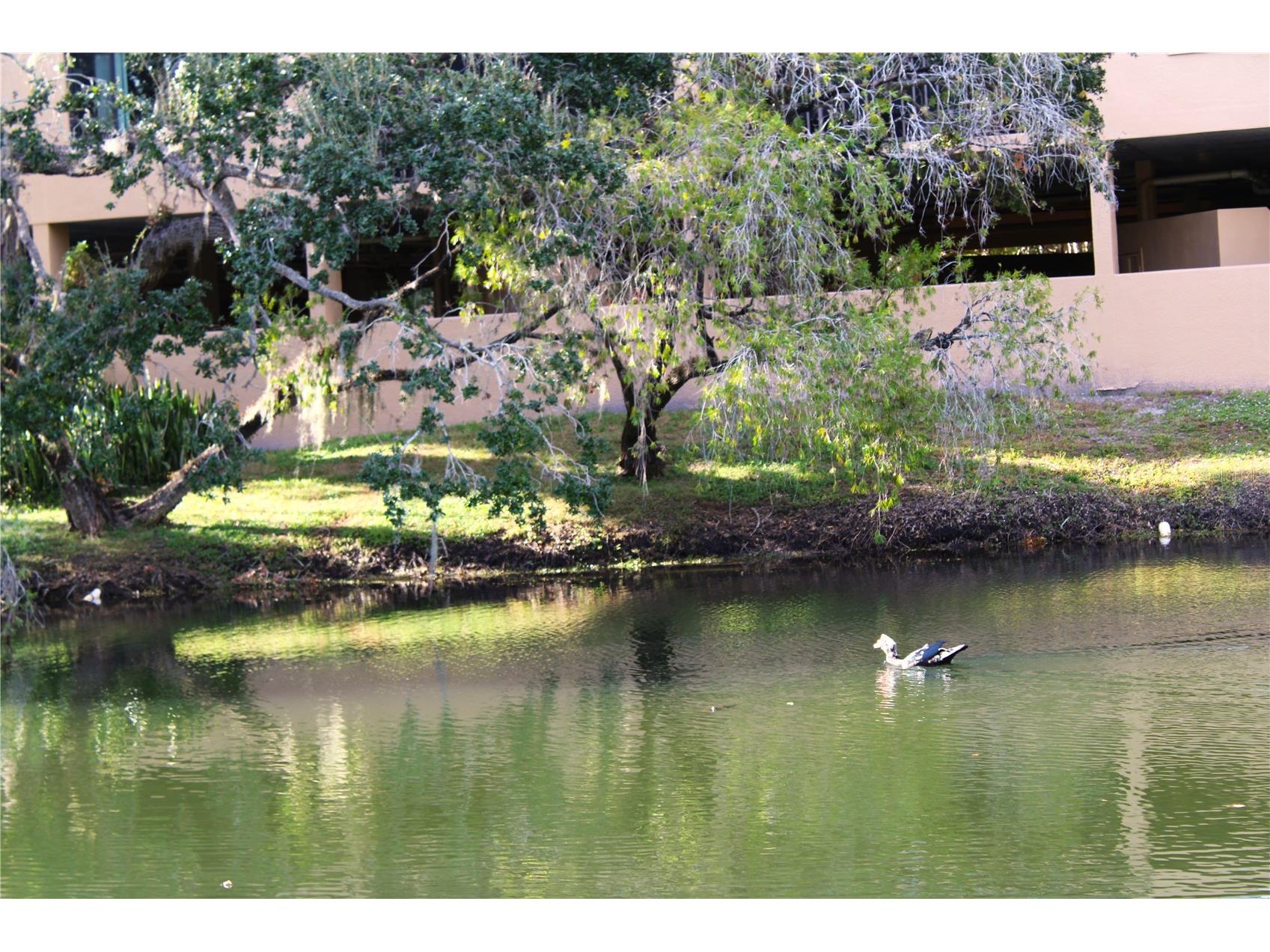 3078 Eastland Boulevard #411 Clearwater FL 33761 TB8479081 image40