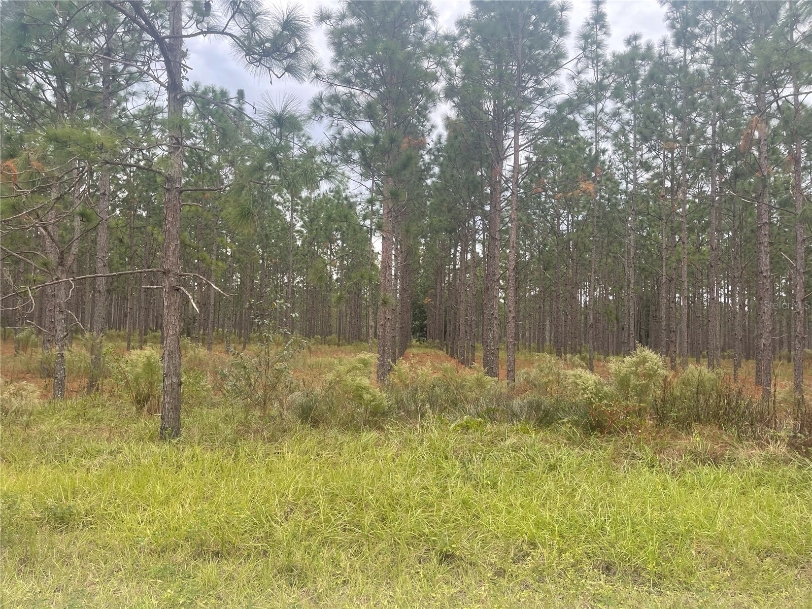 30823 Satinleaf Run Brooksville FL 34602 O6427649 image27