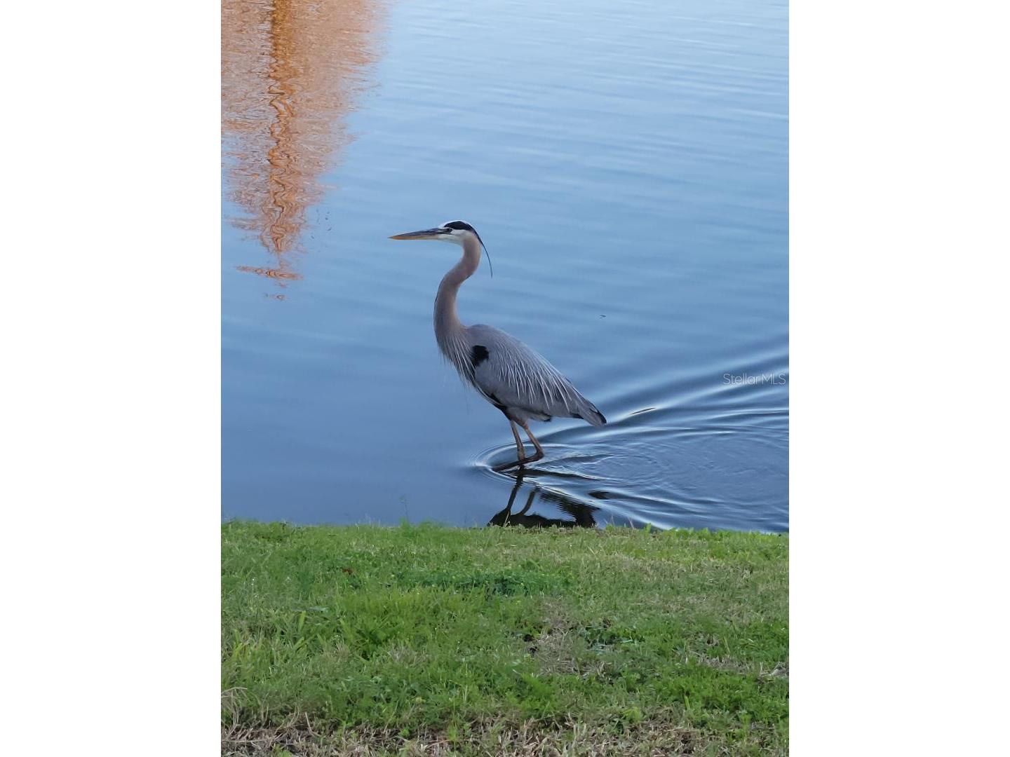 309 Royal Bonnet Drive Apollo Beach FL 33572 TB8463106 image58