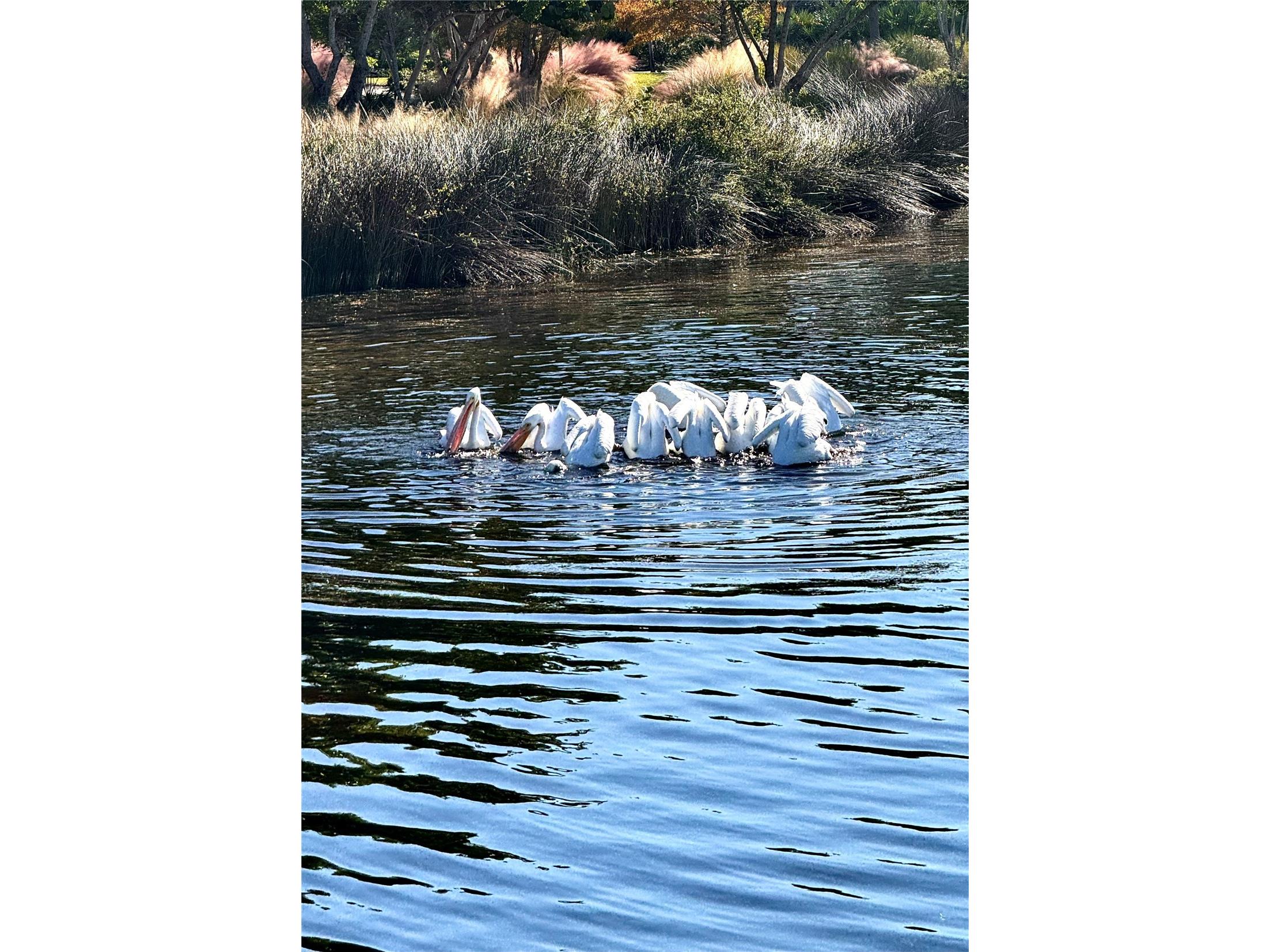 310 Compass Point Drive #101 Bradenton FL 34209 - ANNA MARIA SOUND A4678766 image55