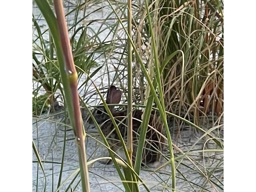 310 Compass Point Drive #101 Bradenton FL 34209 - ANNA MARIA SOUND A4678766 image80