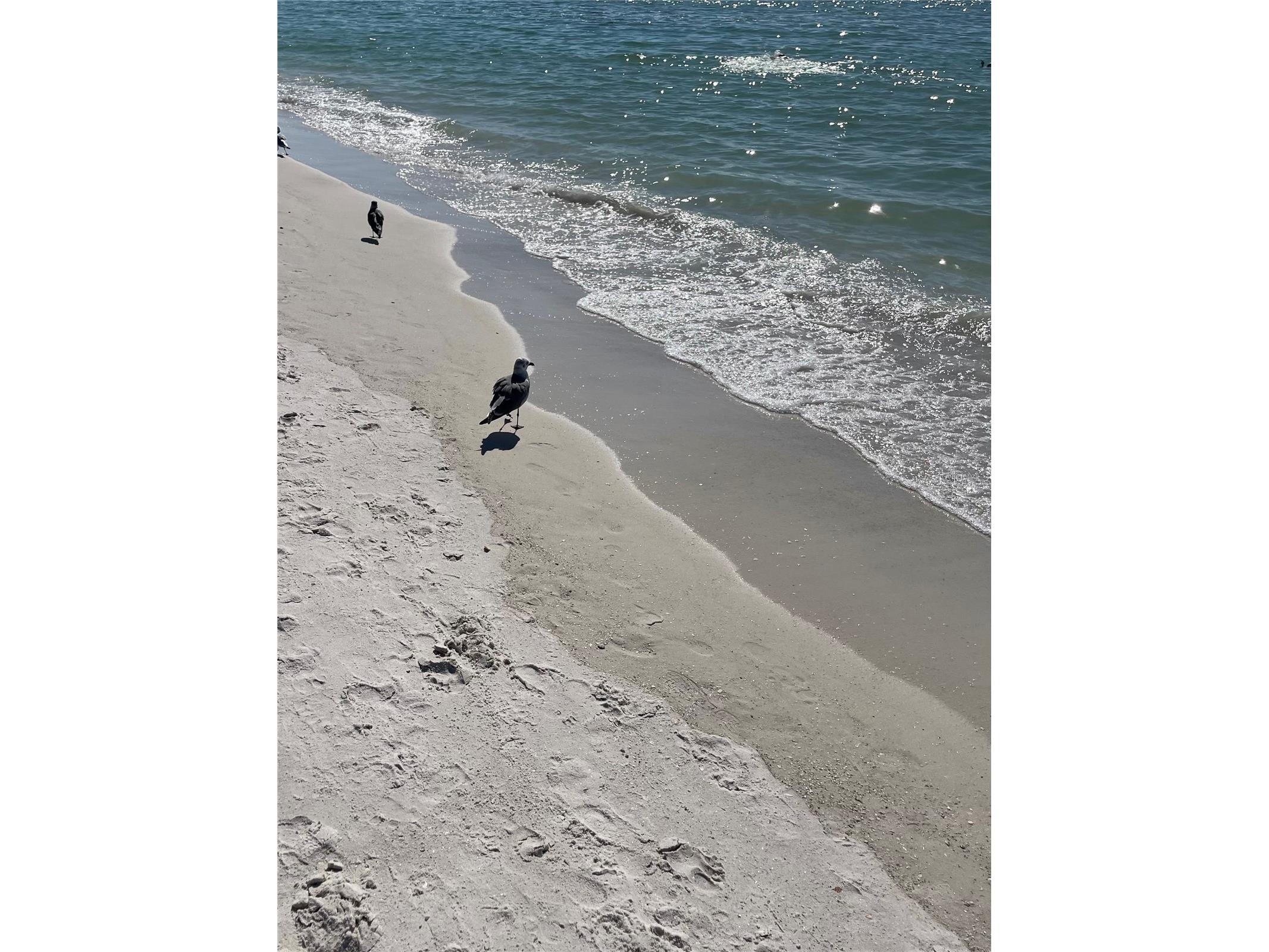 310 Compass Point Drive #101 Bradenton FL 34209 - ANNA MARIA SOUND A4678766 image81