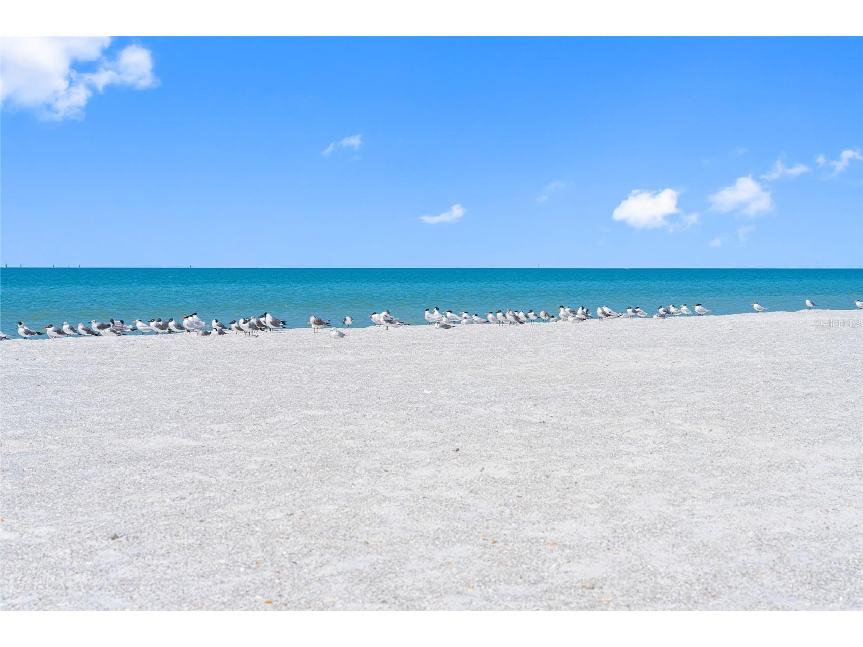 3100 Gulf Boulevard #431 Belleair Beach FL 33786 TB8482721 image7