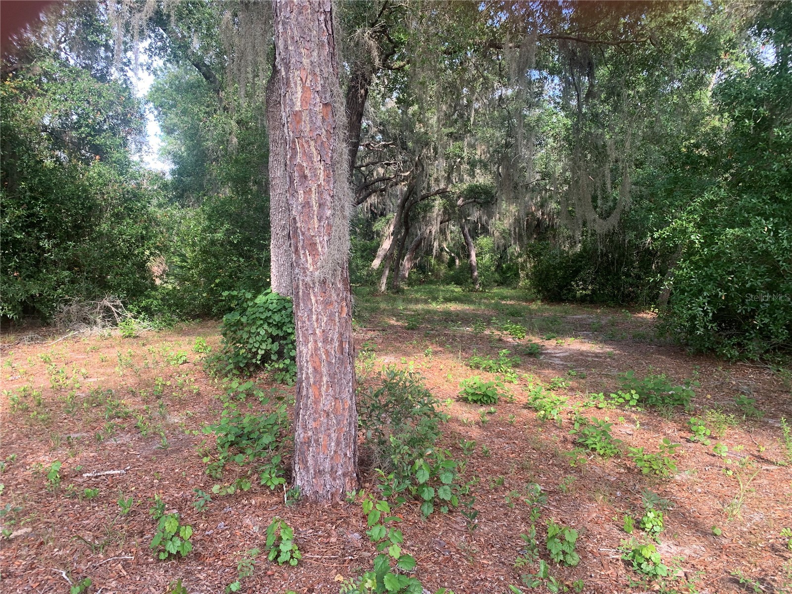 3113 Bright Lake Circle Groveland FL 34736 G5114016 image4