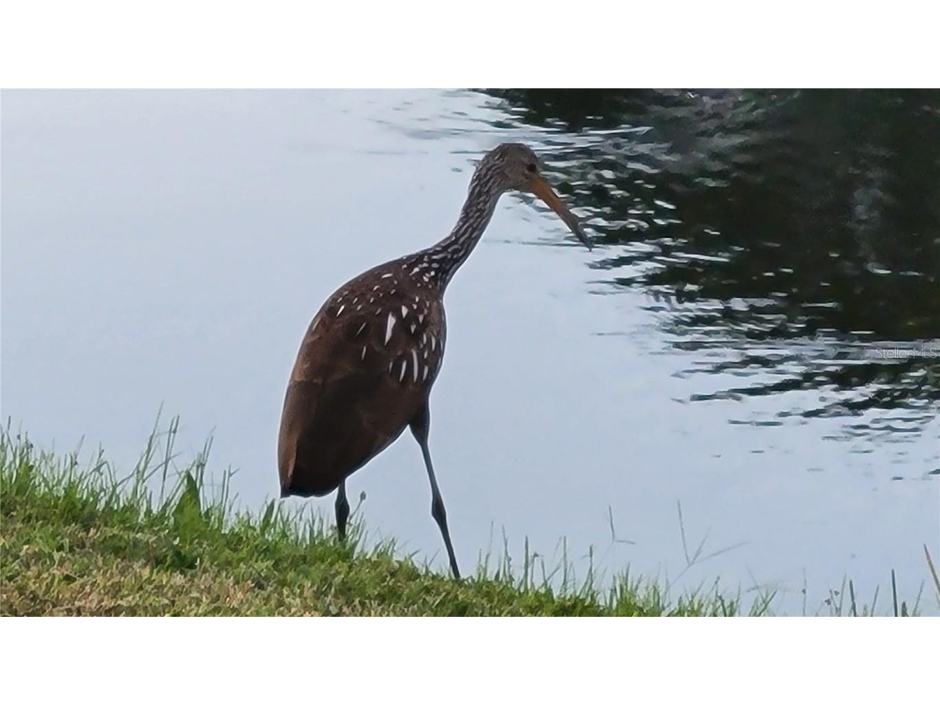 3120 Ringwood Meadow Road #39 Sarasota FL 34235 A4657282 image24