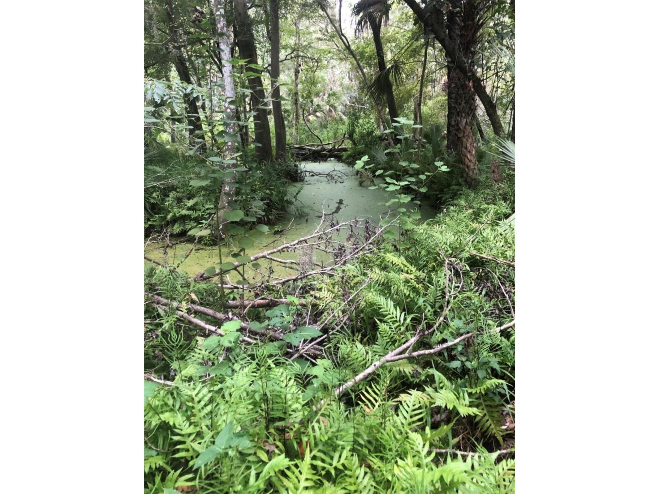 3126 Toole Road Lithia FL 33547 L4962732 image66