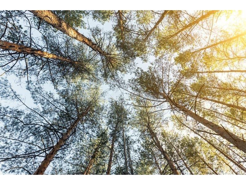 3127 72nd Street W Lehigh Acres FL 33971 TB8429801 image3