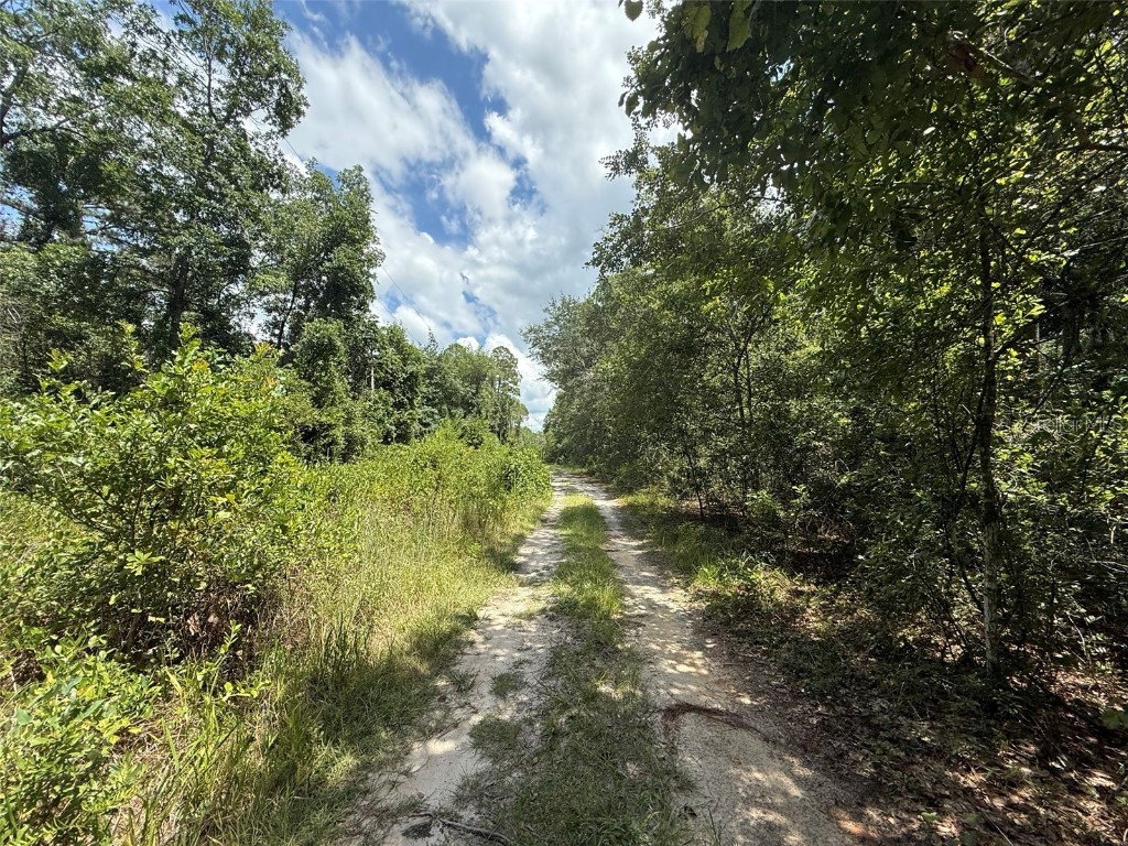 313 Calhoun Avenue Florahome FL 32140 OK225446 image4