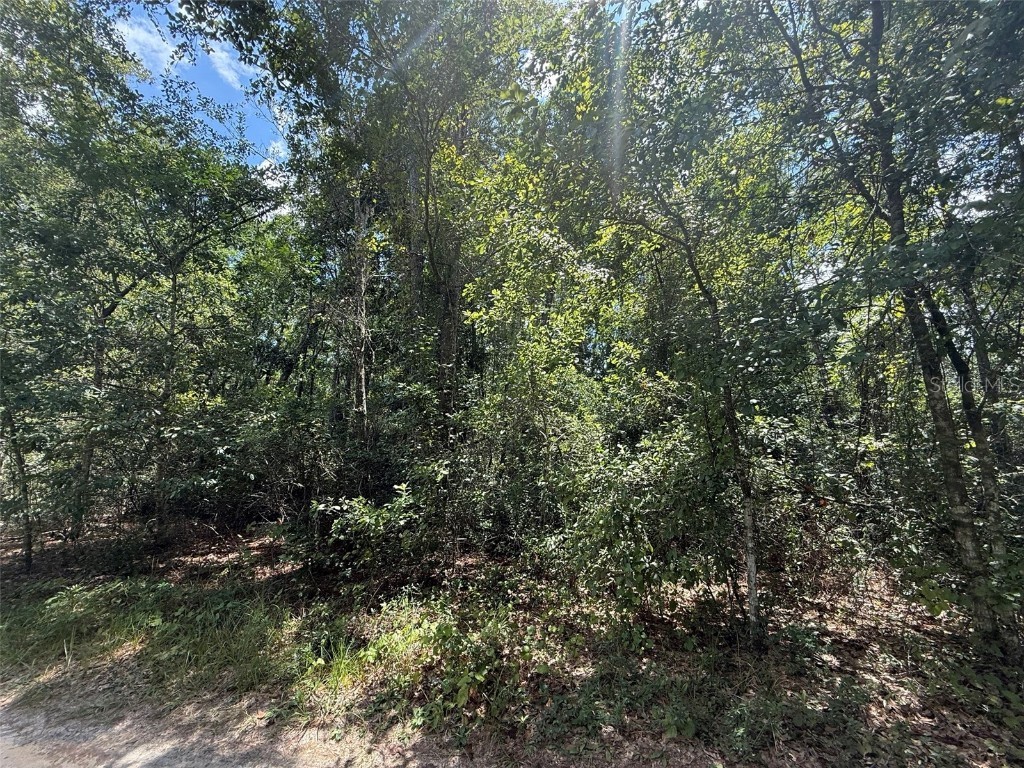 313 Calhoun Avenue Florahome FL 32140 OK225446 image5