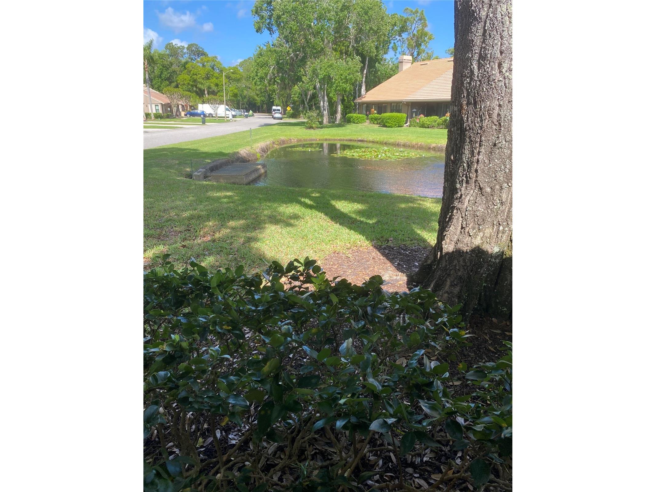 3134 Windmoor Drive N Palm Harbor FL 34685 O6402214 image35