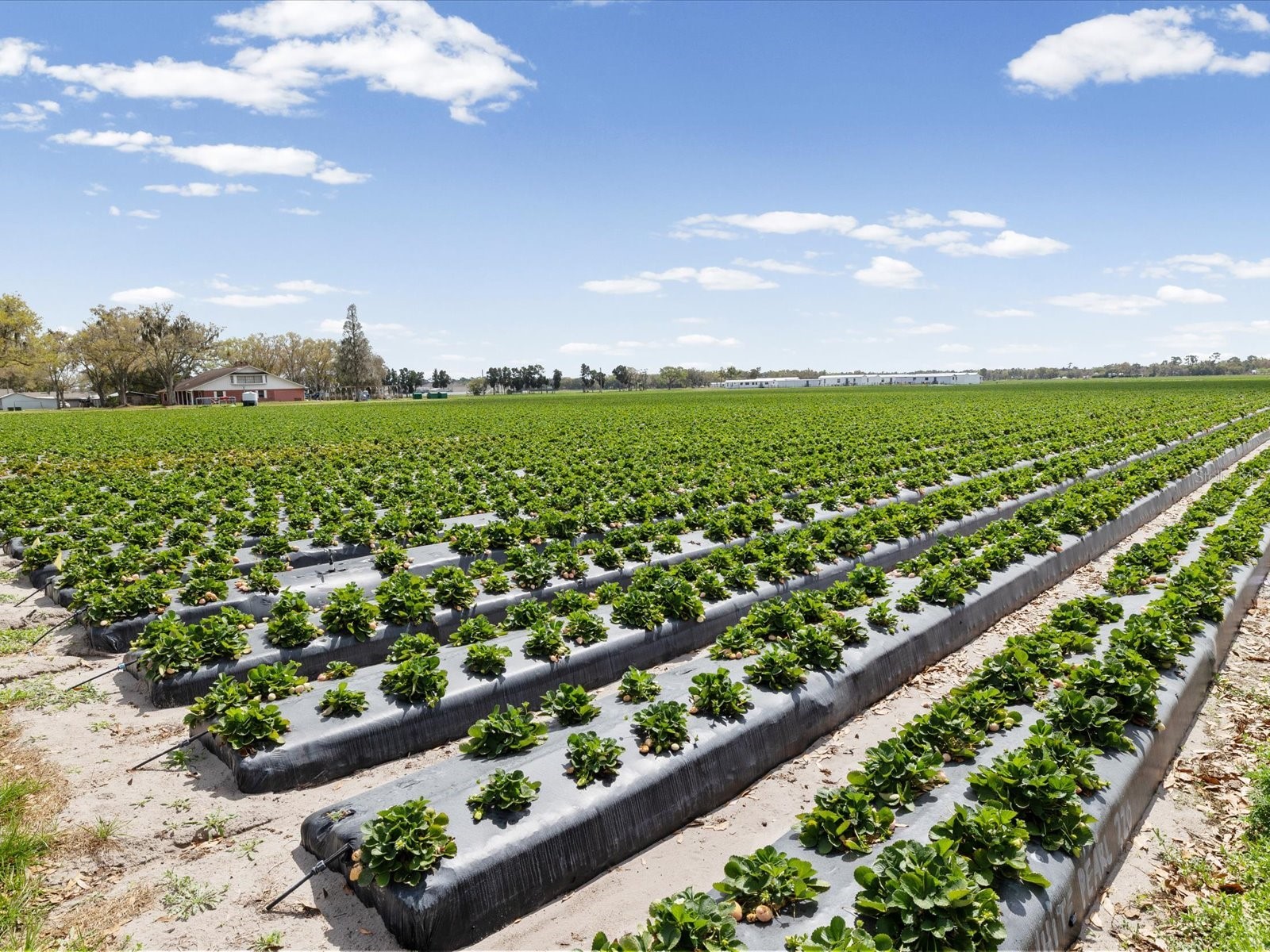 3135 S Northview Road Plant City FL 33566 TB8484736 image75