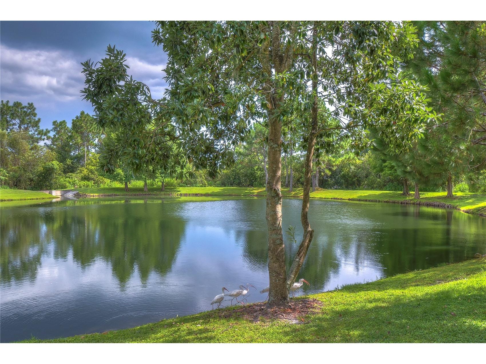 31470 Fairhill Drive Wesley Chapel FL 33543 TB8517311 image76