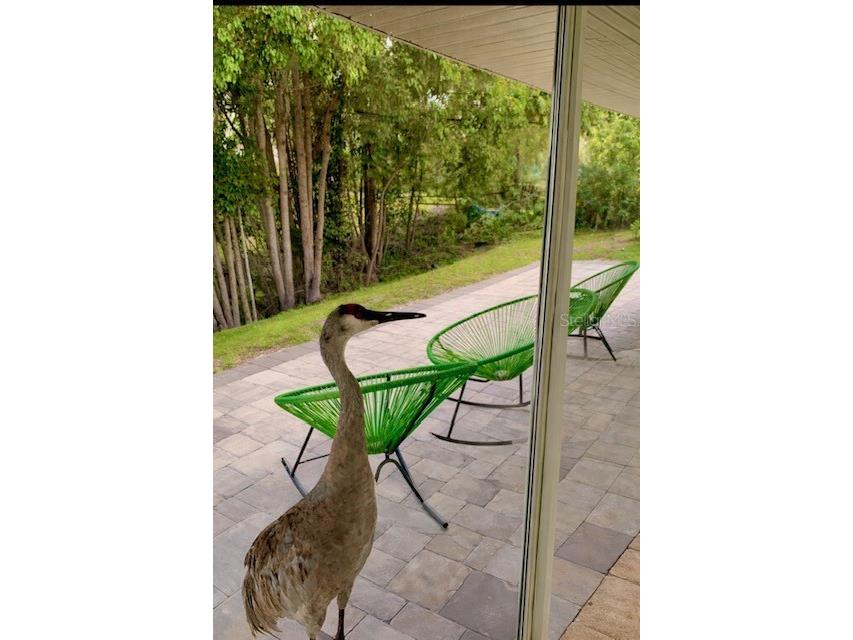 3149 Homasassa Road Sarasota FL 34239 A4677645 image50