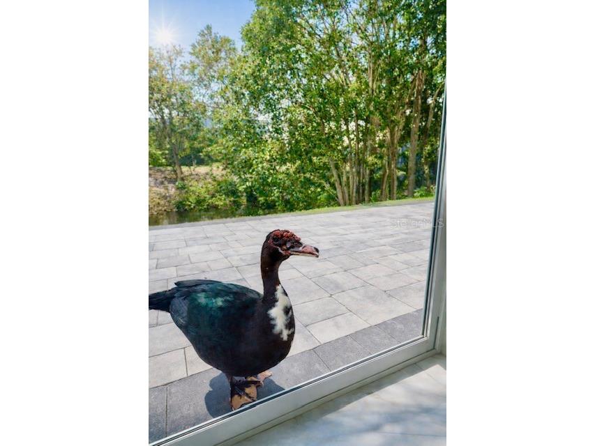 3149 Homasassa Road Sarasota FL 34239 A4677645 image53