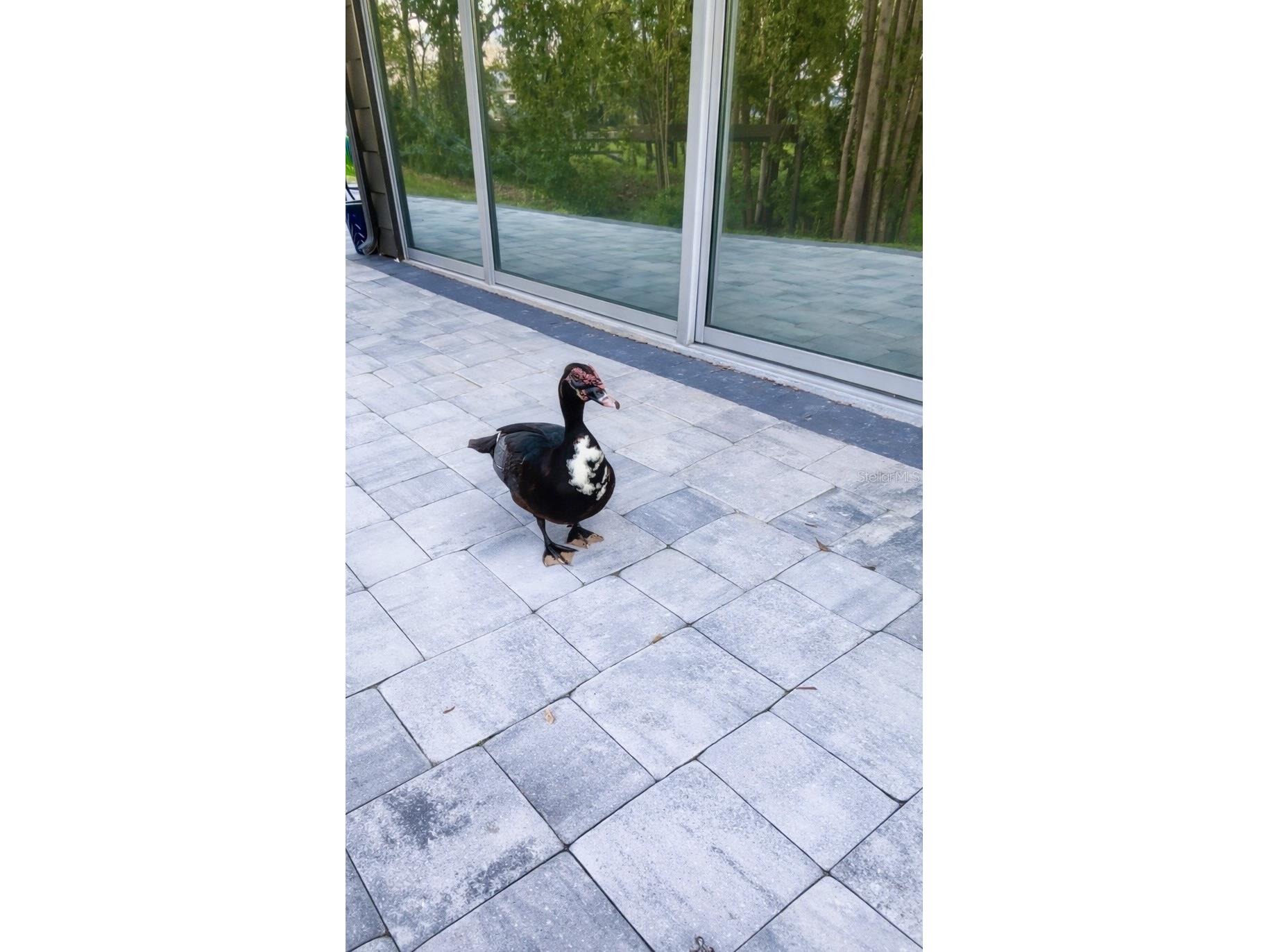 3149 Homasassa Road Sarasota FL 34239 A4677645 image55