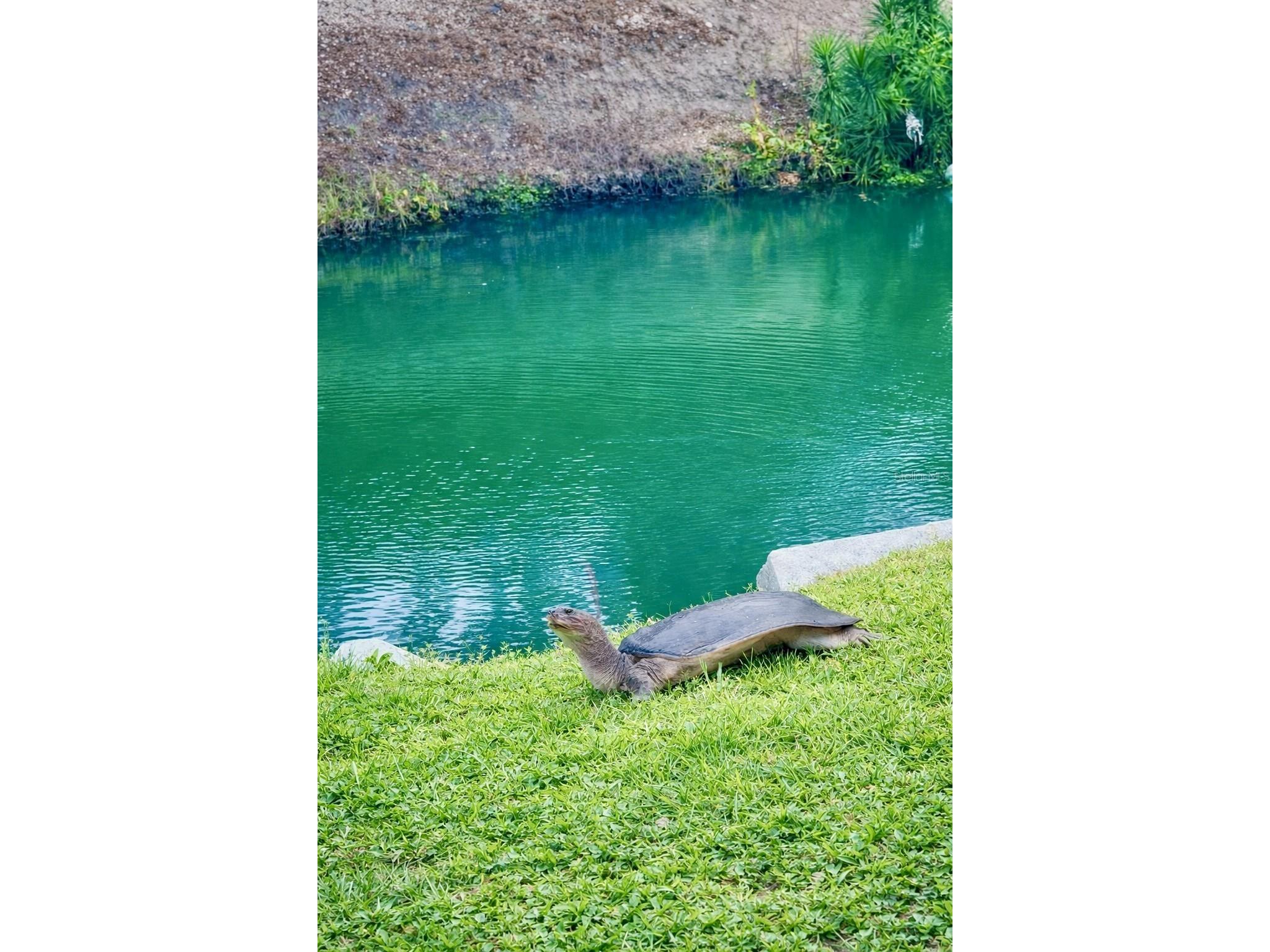 3149 Homasassa Road Sarasota FL 34239 A4677645 image56