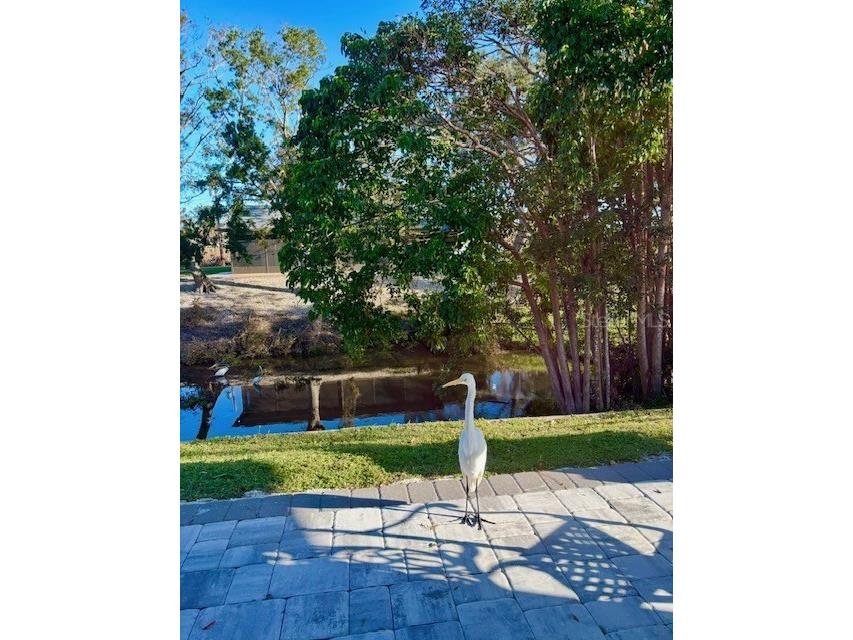 3149 Homasassa Road Sarasota FL 34239 A4677645 image59