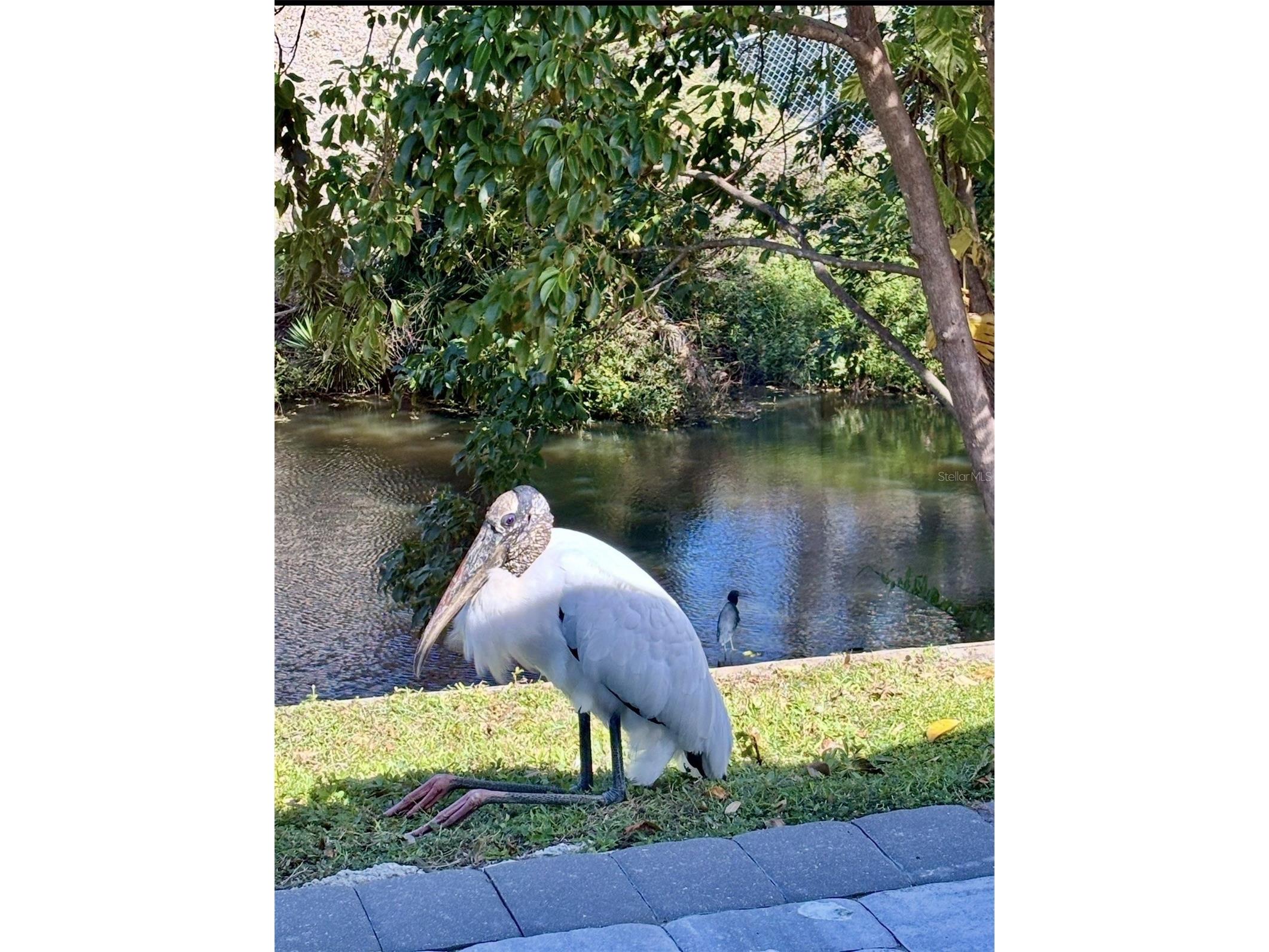 3149 Homasassa Road Sarasota FL 34239 A4677645 image60