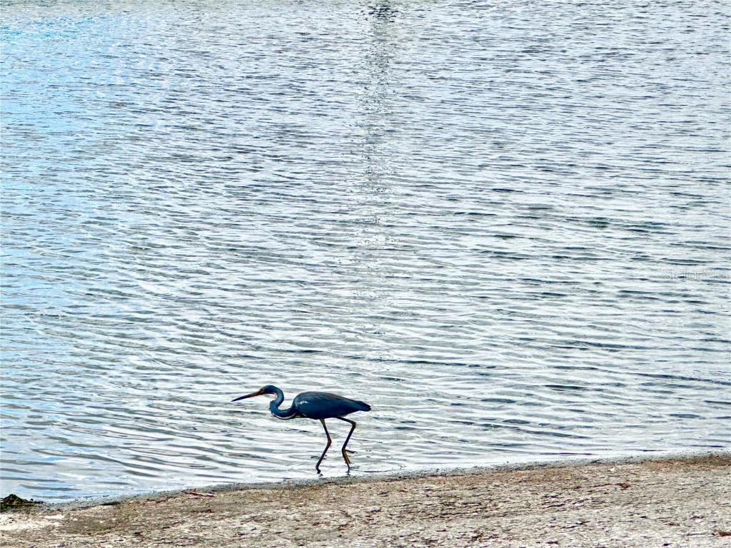 315 S Clayton Street Mount Dora FL 32757 O6352966 image19