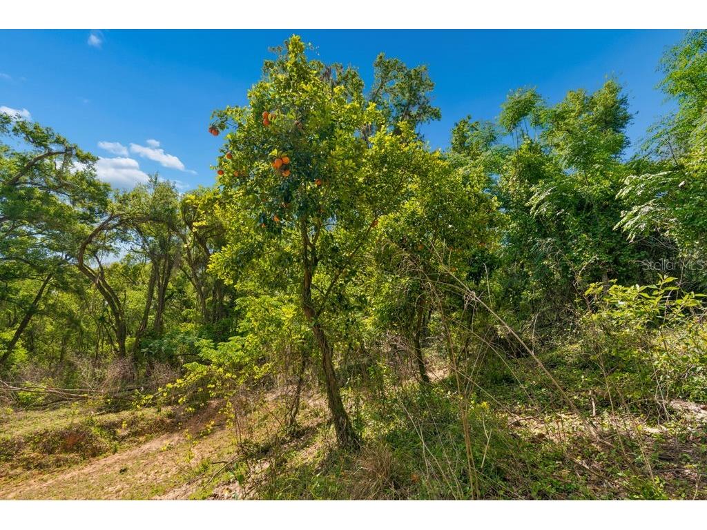 31501 Reed Road Dade City FL 33523 TB8506366 image15