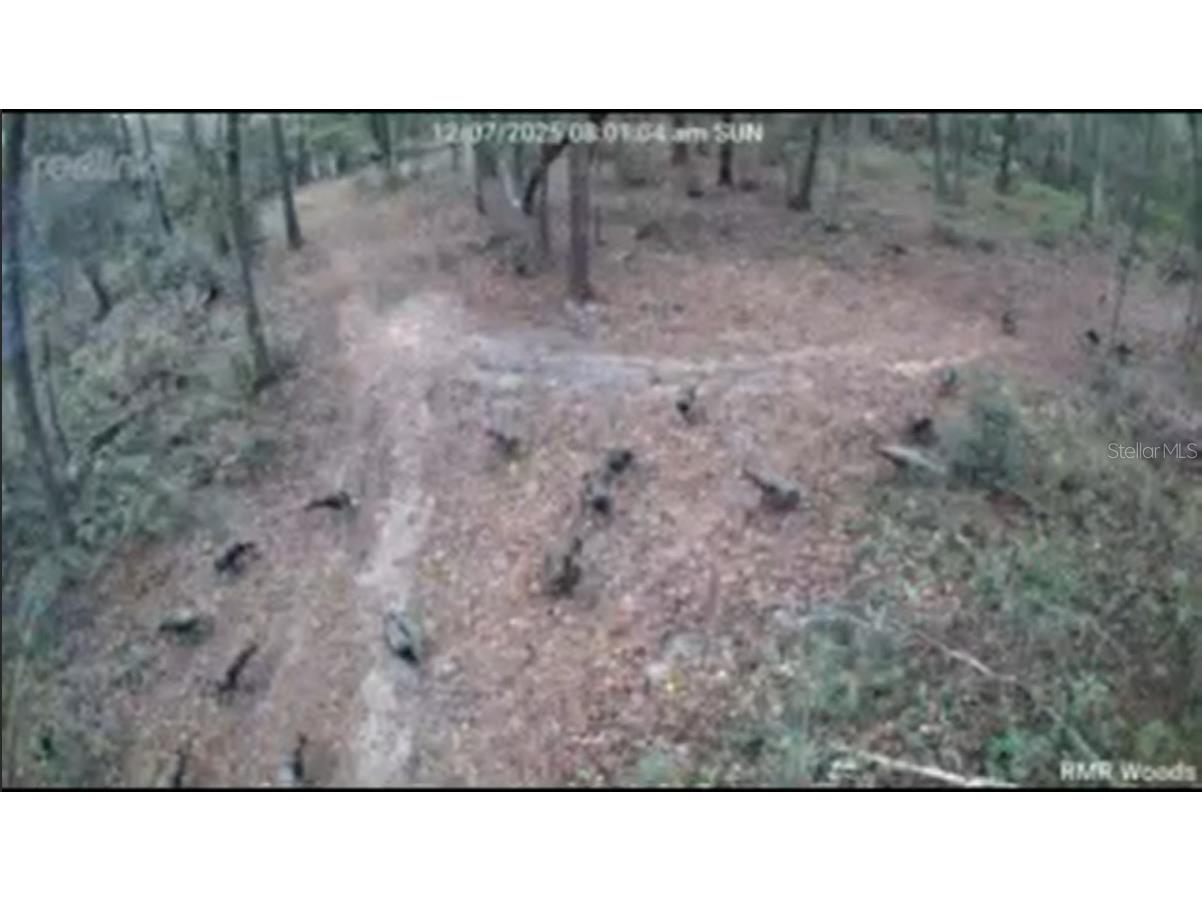 31501 Reed Road Dade City FL 33523 TB8506366 image45